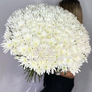 Букет "33 белых кустовых хризантем"