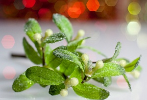 Омела – традиционно зимние цветы