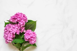 Продление жизни срезанной гортензии в вазе: советы по уходу