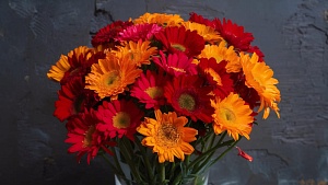 Как сделать эффектный букет из гербер