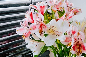 История происхождения альстромерии и интересные факты о названии