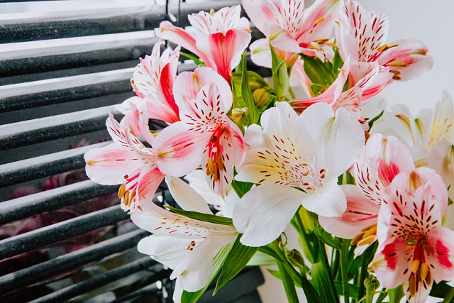 История происхождения альстромерии и интересные факты о названии