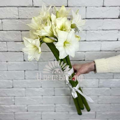 Букет 5 белых амариллисов