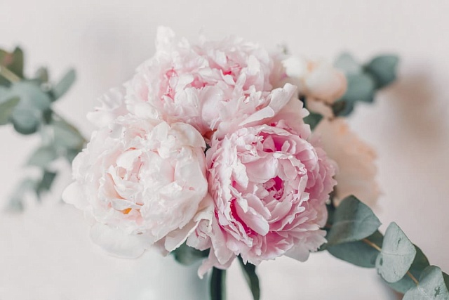 Советы по уходу за срезанными пионами: как продлить свежесть букету