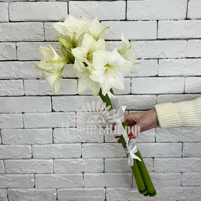 Букет 3 белых амариллиса