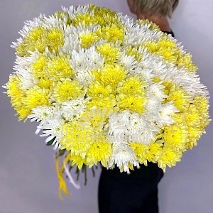 Букет "33 кустовые хризантемы желто-белый микс"