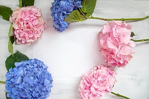 Виды и сорта гортензий: как выбрать идеальный для дома и букета