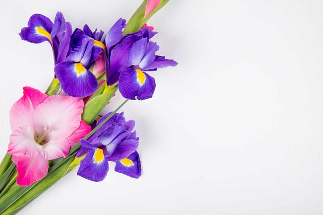 Будьте оригинальными: дарите букеты из ирисов