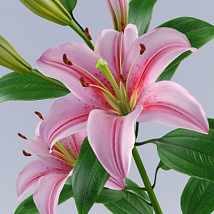 Лилии – идеальный цветок для декоративного букета