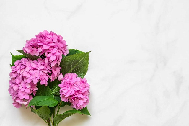 Продление жизни срезанной гортензии в вазе: советы по уходу