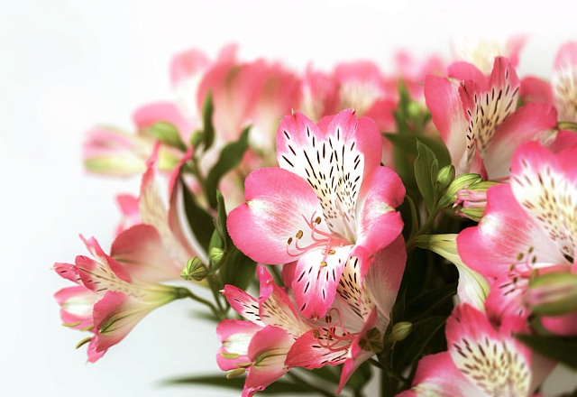 Виды и сорта альстромерии: как выбрать идеальный для дома или сада