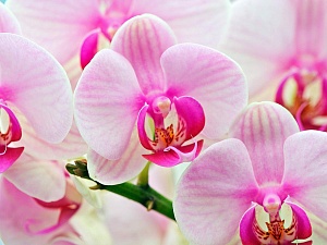 Нежные и романтичные букеты из орхидей