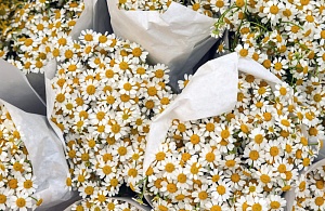 Ромашки – нежные и романтичные весенние букеты