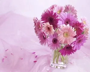 Как купить герберы и анемоны и продлить им жизнь: советы по уходу